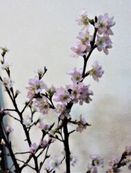 ケイオウザクラ