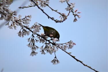 薄墨ザクラ(メジロが吸蜜にくる)