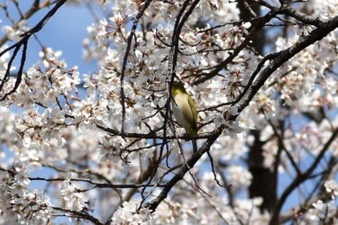 薄墨ザクラ(メジロが吸蜜にくる)