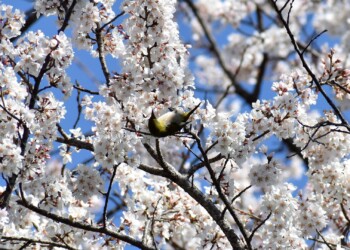 薄墨ザクラ(メジロが吸蜜にくる)