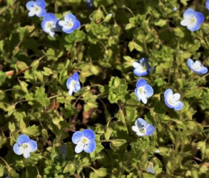 オオイヌノフグリ