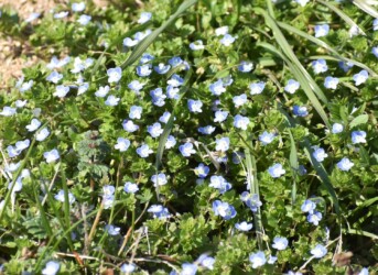 オオイヌノフグリ