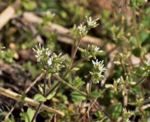 オランダミミナグサ