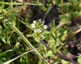 オランダミミナグサ