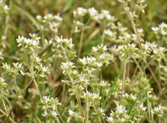 オランダミミナグサ