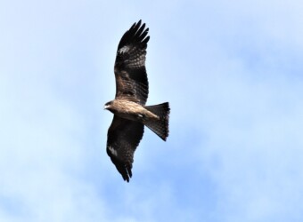 トビが目の良さを使って狩りをする