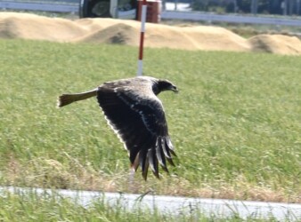 トビが目の良さを使って狩りをする