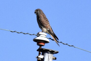 チョウゲンボウの狩り