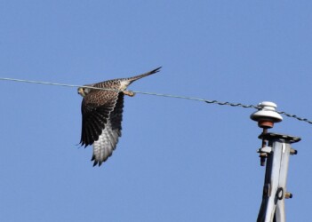 チョウゲンボウの狩り