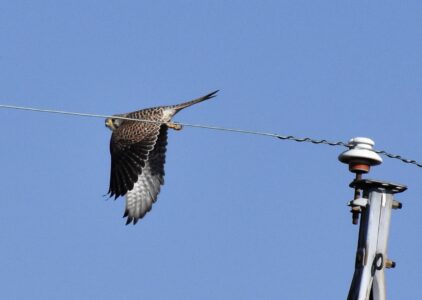 チョウゲンボウの狩り