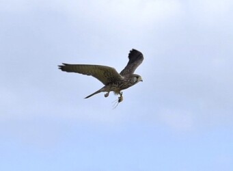 チョウゲンボウの狩り