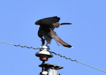 チョウゲンボウの狩り