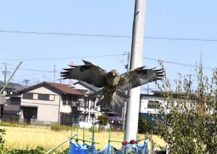 ノスリの狩り