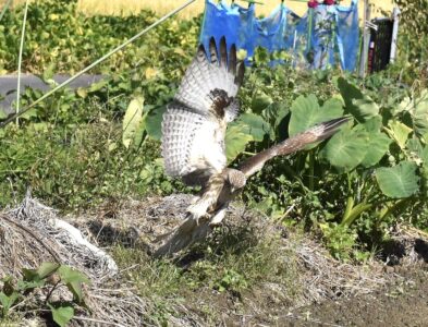 ノスリの狩り