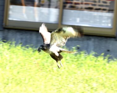 ノスリの狩り