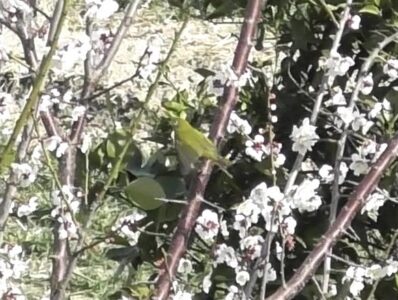 梅の花の蜜を吸うメジロ