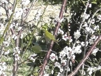 梅の花の蜜を吸うメジロ