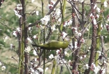 梅の花の蜜を吸うメジロ