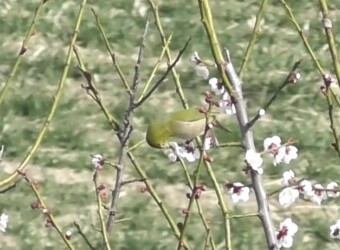 梅の花の蜜を吸うメジロ