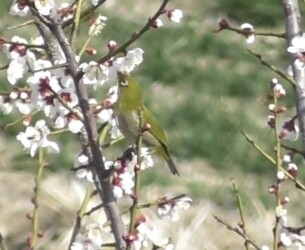 梅の花の蜜を吸うメジロ