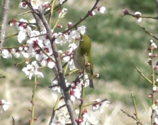 梅の花の蜜を吸うメジロ