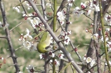梅の花の蜜を吸うメジロ