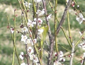 梅の花の蜜を吸うメジロ