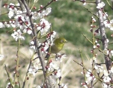 梅の花の蜜を吸うメジロ