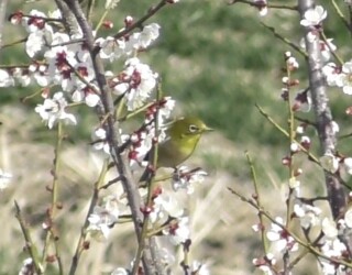 梅の花の蜜を吸うメジロ
