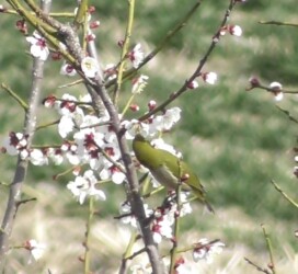 梅の花の蜜を吸うメジロ