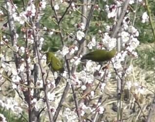 梅の花の蜜を吸うメジロ