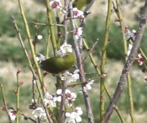 梅の花の蜜を吸うメジロ