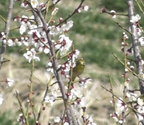 梅の花の蜜を吸うメジロ