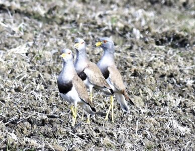 ケリ
