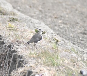 土手に降りたタゲリ