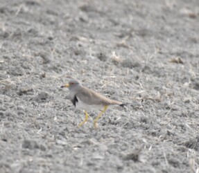 畑でタゲリを見つけたケリ