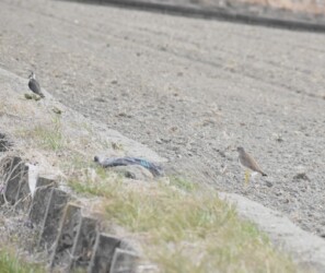 タゲリを追いかけるケリ