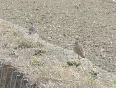 タゲリを追いかけるケリ