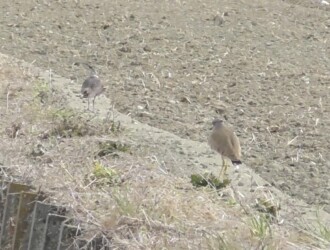 タゲリを追いかけるケリ