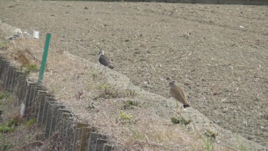 タゲリを追いかけるケリ