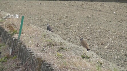 タゲリを追いかけるケリ
