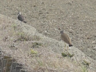 タゲリを追いかけるケリ