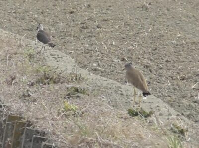 タゲリを追いかけるケリ