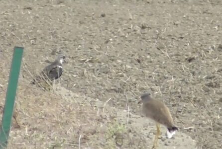タゲリを追いかけるケリ