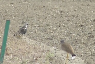 タゲリを追いかけるケリ