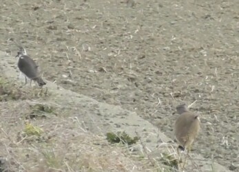タゲリを追いかけるケリ