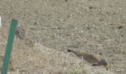 転移行動をするケリ