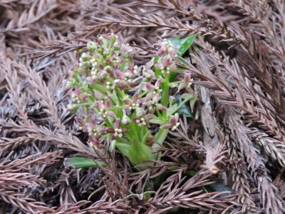 アオキの花