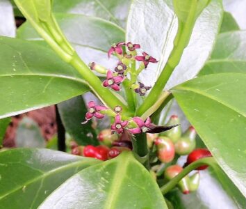 アオキの花