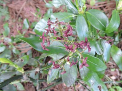 アオキの花